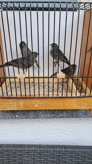 Schwarzzeisig Mischlinge Weibchen 