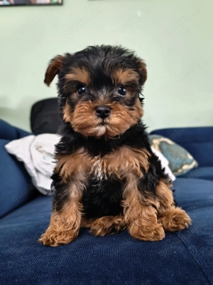 Die Hunde suchen ein neues Zuhause. Wir warten auf Sie.