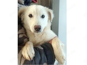 Max sucht sein Zuhause (noch auf Sardinien)