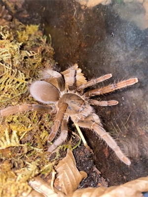 hysterocrates hercules vogelspinne  Bild 2