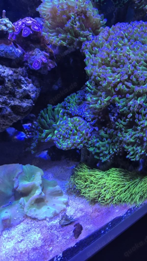 Euphyllia, Koralle, Meerwasser 
