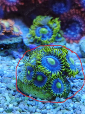 Meerwasser- Korallenableger Zoanthus