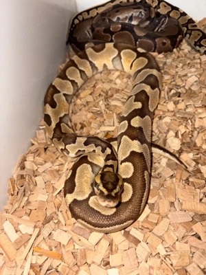 Terrarium mit 3 Königspythons