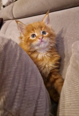 Reinrassige Maine Coon Kitten 