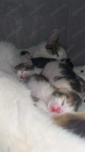 süße katzenbabys suchen ein zuhause 
