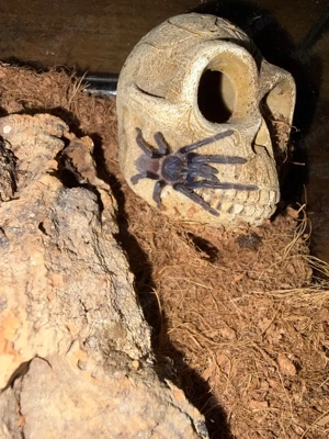 Vogelspinne Lasiocyano sazimai 