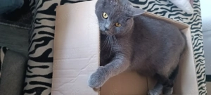 Spielgefährten gesucht