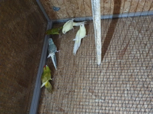 Ziegensittich Hähne zu Verkaufen 