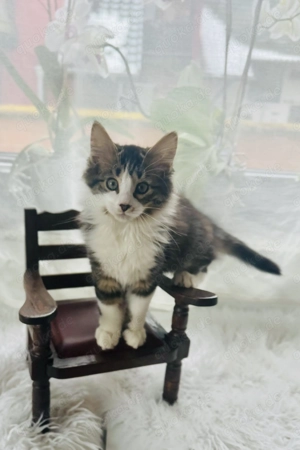 Türkisch Angora Kitten dürfen ausziehen 