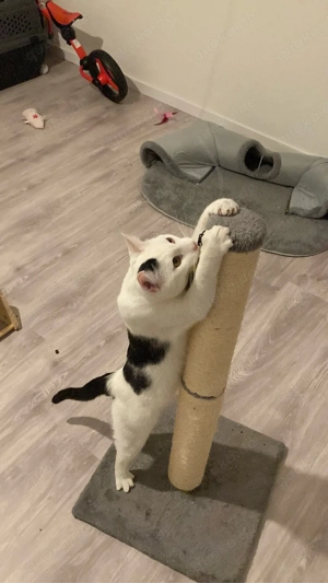 jungkater sucht familie Preis VB