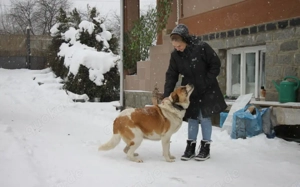 Verliebst du dich in die tolle Annie? Bild 3