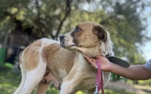 Verliebst du dich in die tolle Annie?