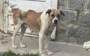 Verliebst du dich in die tolle Annie? Bild 2