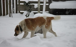 Verliebst du dich in die tolle Annie? Bild 5