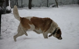 Verliebst du dich in die tolle Annie? Bild 4