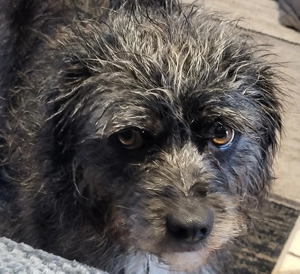 5 Sterne -Zuhause gesucht für Grace 