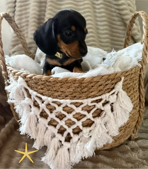 Zuckersüße Dackelwelpen suchen ihr liebevolles Zuhause 