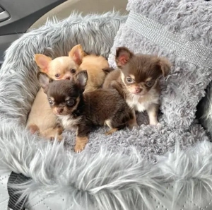 Reinrassige Chihuahua-Welpen zur Adoption.  