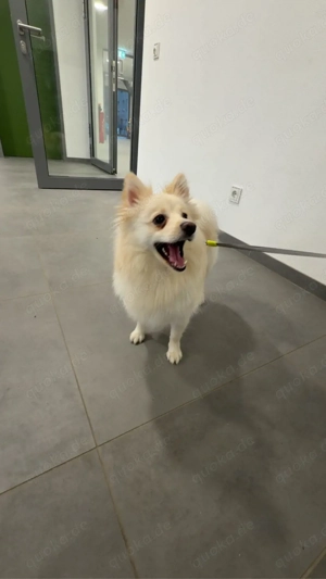 zwergspitz hündin lulu sucht neues zuhause 