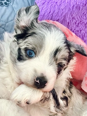 Therapiehundelinie Mini (Toy) Australian Shepherd Mix