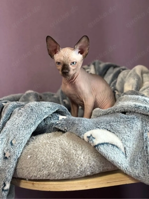 Sphynx-Kater    Geb. Dezember 