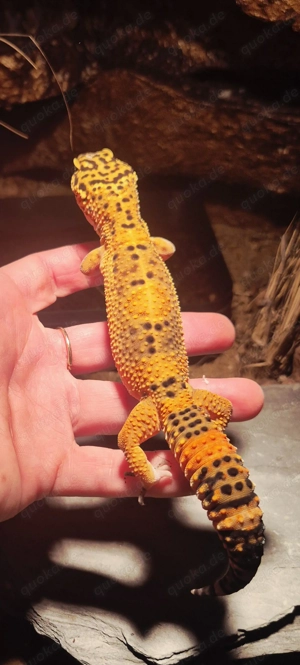Black Night Mandarin Leopardgecko  Bild 2