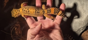 Black Night Mandarin Leopardgecko  Bild 7