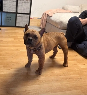 Französische Bulldogge Exotik