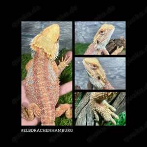 Bartagame Männchen (pogona vitticeps) NZ Mai 2025