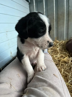 Süßer Brackenmischlingsrüde Naruto sucht seine Familie Bild 3