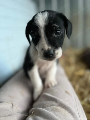 Süßer Brackenmischlingsrüde Naruto sucht seine Familie Bild 2