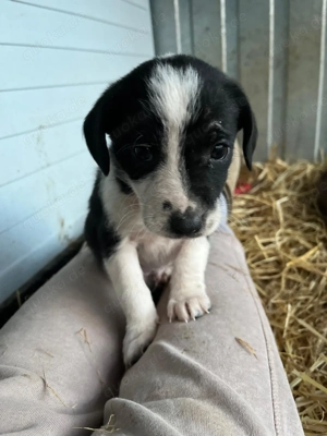 Süßer Brackenmischlingsrüde Naruto sucht seine Familie Bild 4