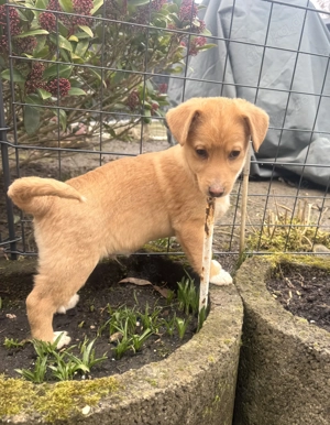 Leano sucht ein Zuhause