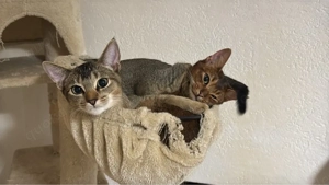 Abessinierkatze
