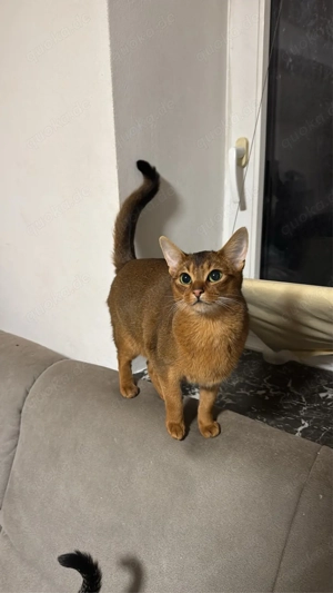 Abessinierkatze