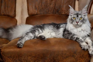 Maine Coon Katzen   nur in liebevolle Hände abzugeben