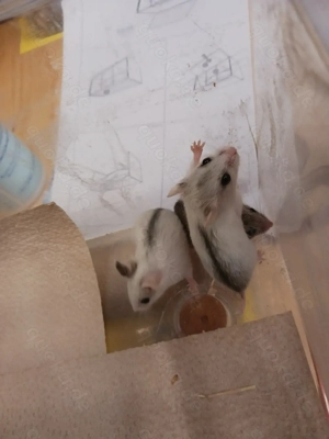 Chinesische Streifenhamster Jungtiere abzugeben