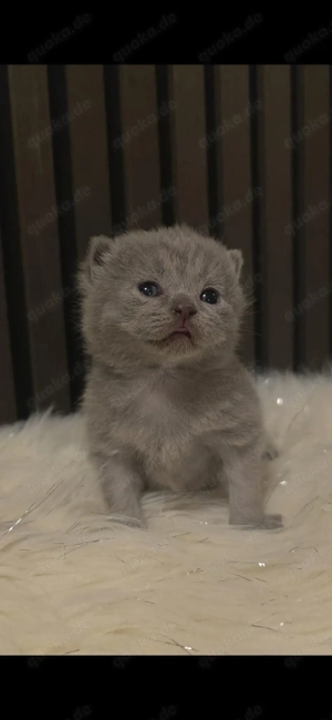 BKH Kitten mitte April abzugeben !!