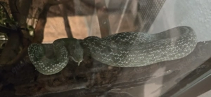 2.2 Gonyosoma boulengeri NZ 2024