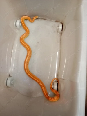 Gebe 2 Kornnattern ab