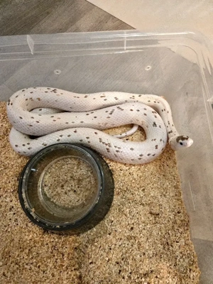 Palmetto Kornnatter Zuchtgruppe 1.2