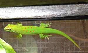 Madagaskar Taggeckos abzugeben 