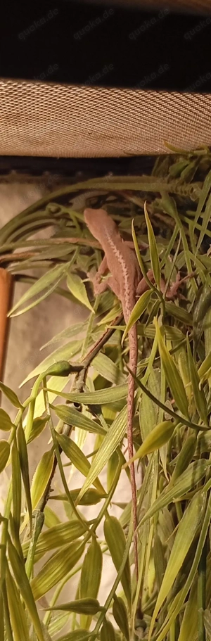 Rotkehlanolis Paar anzugeben 