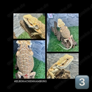 4 Bartagamen weibchen Rainbow (Citrus Orange red Blue line) ( pogona vitticeps ) Nz 2025 