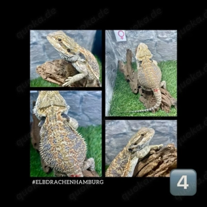 Bartagamen weibchen Rainbow (Citrus Orange red Blue line) ( pogona vitticeps ) Nz 2025 