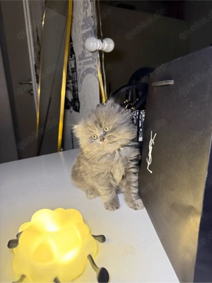 Katzenbaby Britisch Langhaare