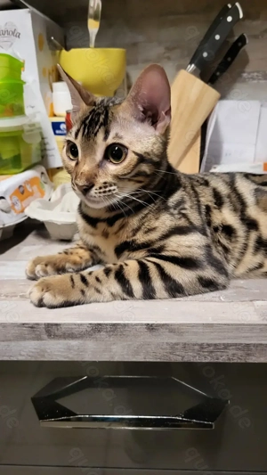 Bengal Cat