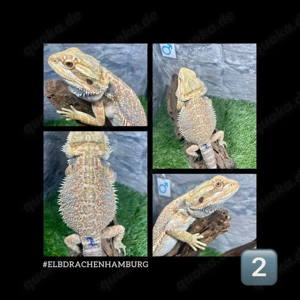 5 Bartagamen Männchen Rainbow (Citrus Orange red Blue line) ( pogona vitticeps ) Nz 2025