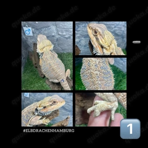 3 Bartagamen Männchen Rainbow (Citrus Orange red Blue line) ( pogona vitticeps ) Nz 2025