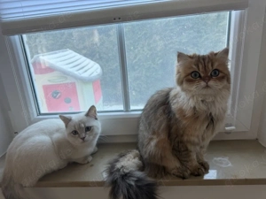    Katzen abzugeben   nur gemeinsam    Bild 2